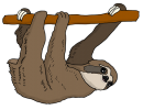sloth-3329452_640 sloth-3329452_640